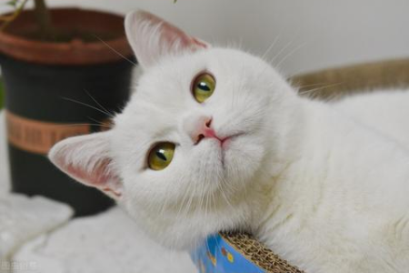 高铁允许携带猫咪吗？宠物托运指南速览