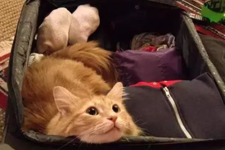 带猫坐飞机火车可行吗？宠物出行交通方式选择