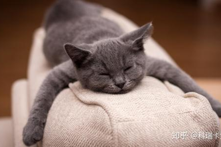 猫咪能不能用快递寄送？长途运输猫咪的最佳方法是什么？