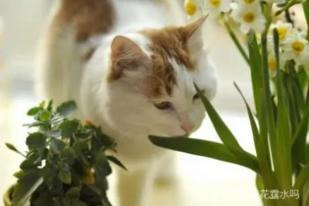 家里养猫能用花露水吗？猫咪闻花露水会生病？