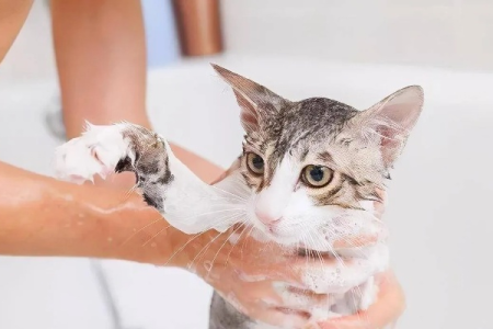 猫咪可不可以天天洗澡？频繁洗澡对猫咪的危害有多大？
