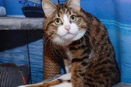 家里猫咪想出去玩？猫咪可不可以溜？安全遛猫指南