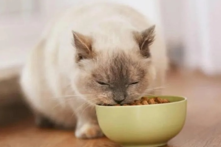 为什么猫咪喜欢吃温热的食物？原因及温度选择