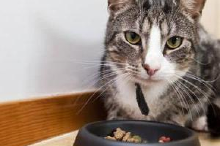 猫咪喜欢吃塑料袋是什么原因？如何预防和解决猫咪吃塑料袋问题