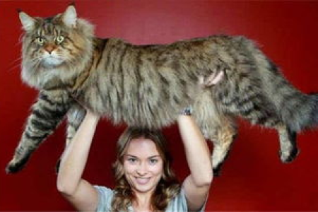斯芬克斯猫喂养误区：一天喂几顿才不会胖？