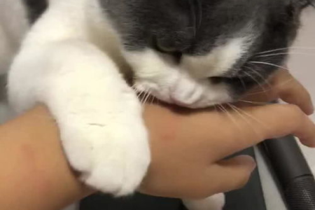 猫蹭完就咬人是什么原因？教你正确应对