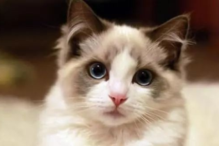 傻傻分不清？仙女猫与布偶猫的详细区别