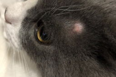 解密猫咪头两侧秃毛的秘密，原来是这样！
