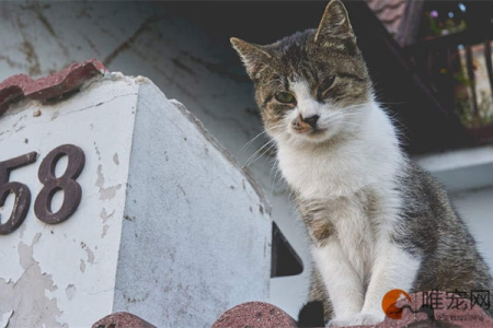 为什么我的猫凌晨五六点总是叫？三个原因分析