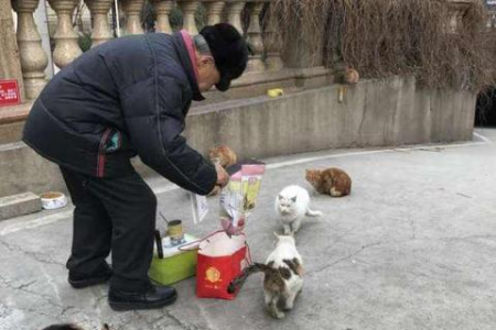 四个月小猫一天吃多少合适？不同猫粮喂食方法