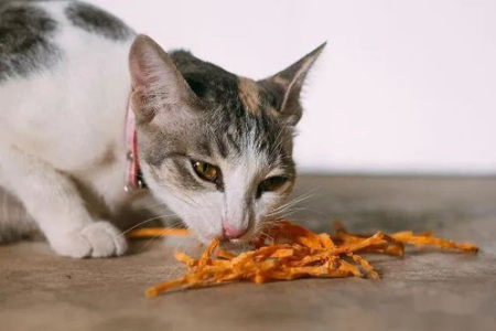 猫咪长期不见阳光后果严重吗？这些疾病要小心！