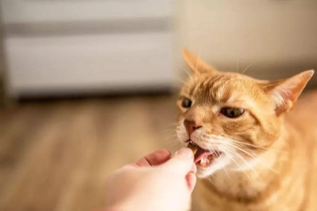 小猫护食还咬人？简单方法快速纠正坏习惯