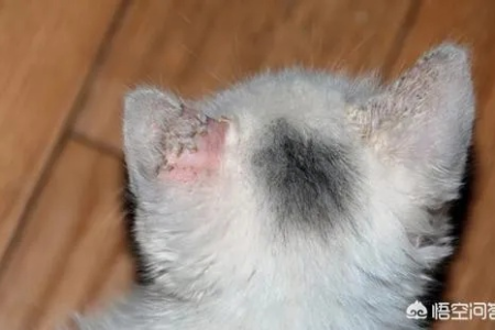 猫咪耳朵癣毛脱落怎么办？治疗猫癣的实用技巧分享