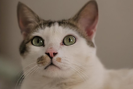解密猫咪的视觉秘密：猫能分辨颜色吗？深度解析