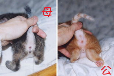 猫尿道堵塞，在家如何初步缓解？注意事项