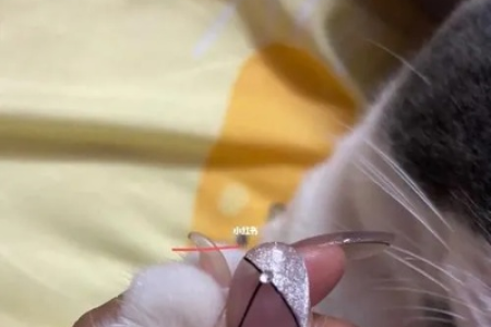 猫咪指甲开裂分叉怎么办？是剪掉还是自然脱落？