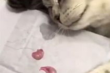猫咪绝育手术后，它知道自己蛋蛋没了？