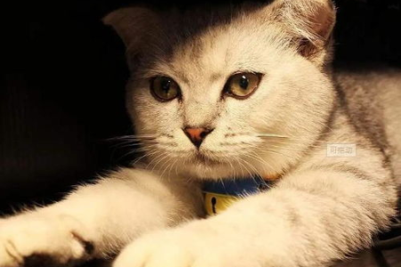 猫想飞是天性吗？猫咪飞翔欲望的科学解释