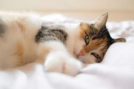 半夜猫咪太吵人？教你如何改善猫咪的睡眠习惯