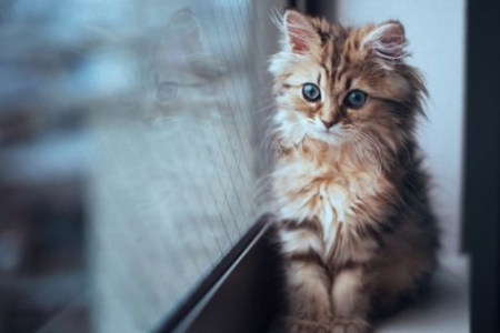 四个月猫咪一天吃多少猫粮合适？喂食量计算及注意事项