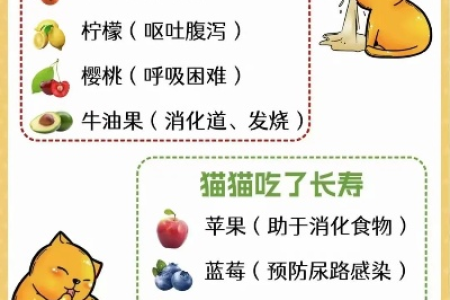 猫咪可以吃猕猴桃吗？少量喂食好处多，但需注意！