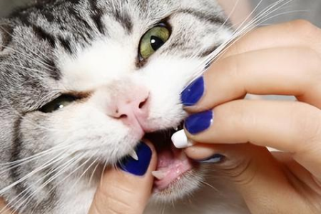 急！猫咪换粮拉稀，如何科学应对和护理