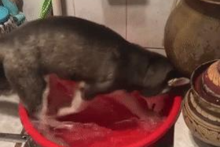 猫咪太胆小总是躲起来怎么办？实用方法助你轻松解决！