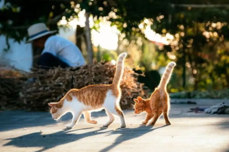 家里猫吃了老鼠，还安全吗？宠物猫吃老鼠的隐患