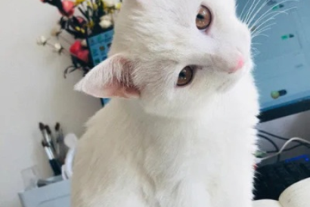 街头巷尾的纯白田园猫，真的很多吗？