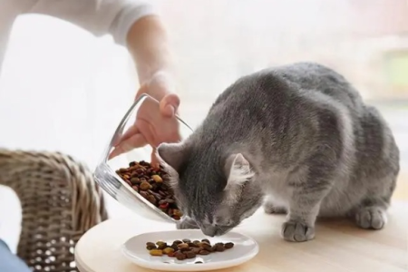 猫可以吃啥？铲屎官必看：猫咪安全饮食指南