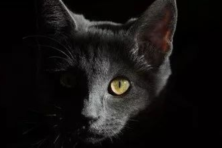猫咪受孕的那些事儿：从发情到怀孕的完整过程