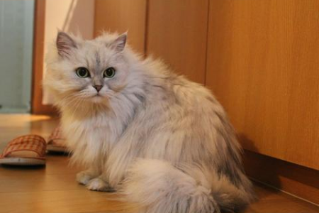 猫吃香肠会怎么样？香肠的盐分对猫咪的伤害