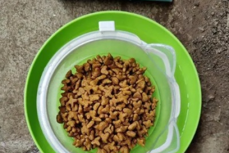 轻松解决猫粮吸引蚂蚁的问题，快速有效