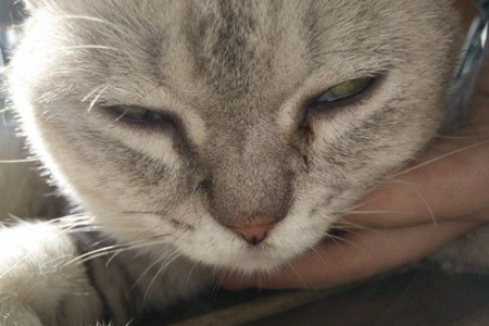 猫眼角发炎红肿，这些方法能帮你解决