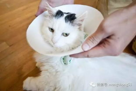 猫尾巴上的猫藓怎么治？实用治疗方案推荐