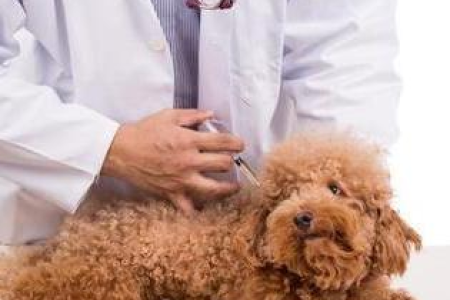 宠物猫狂犬疫苗多久注射一次？有效期及注意事项详解