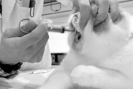 猫咪杯状病毒会传染给人类吗？宠物主人必看！