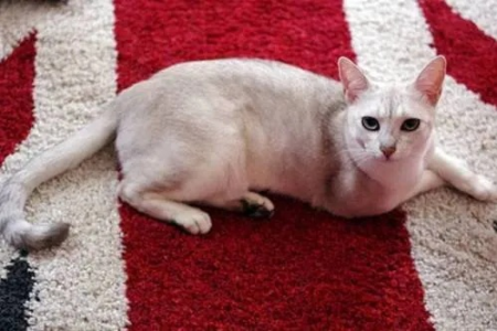 三个月小猫吃什么增肥？快速增重妙招分享