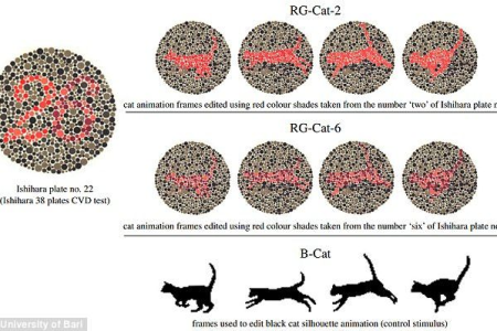 猫是色盲吗？猫咪的视力究竟如何？