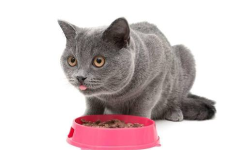 猫尿闭的原因有哪些？如何预防猫咪尿闭？