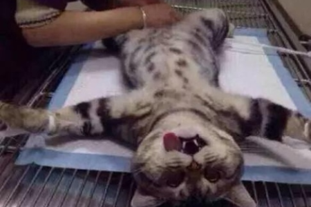 猫咪绝育的利与弊：延长寿命还是剥夺天性？