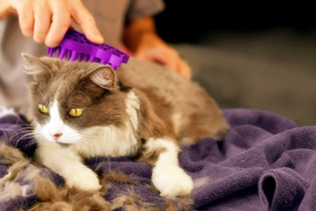 预防猫咪化毛吃什么？简单方法轻松化毛