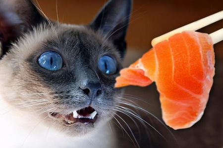 猫会吃兔子？宠物猫吃兔子的可能性有多大？