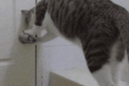 猫咪不吃饭已经好几天了，带它去看医生还是自己在家处理？