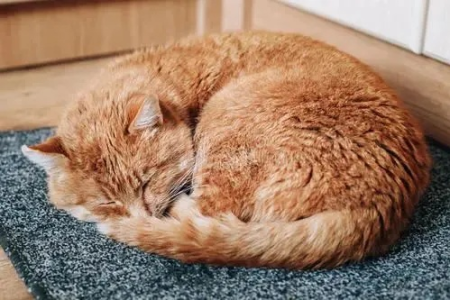 猫睡觉卷成球球是为什么？保暖还是寻求安全感？