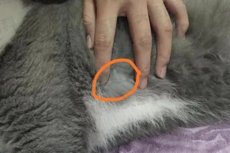 公猫总是对不准位置？原因分析及解决方法