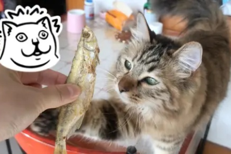 新鲜鱼如何做成猫爱吃的鱼干？简单步骤轻松搞定！