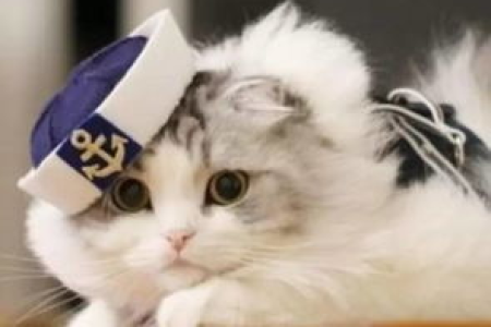 给猫咪吃板栗仁安全吗？你需要知道的真相！