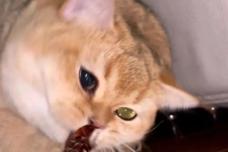 猫咪吃蟑螂后有什么症状？会不会生病？