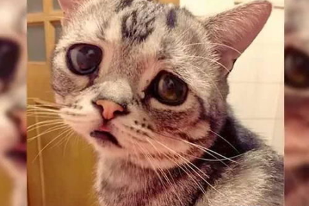 葡萄提子对猫咪有害吗？宠物主必看